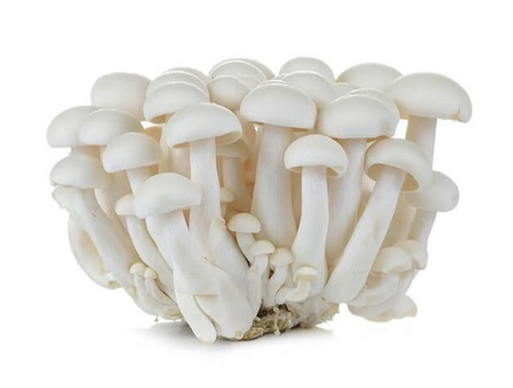 Mushroom Shimeji White (China)π¨π³ Approx 150gm per packet