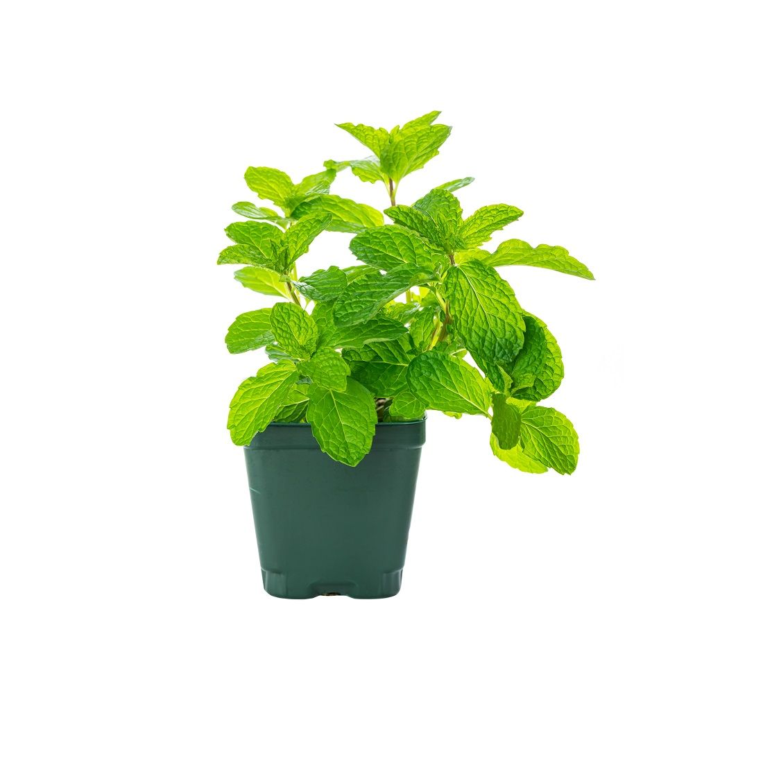 Mint Pot Size: 1 piece UAE π¦πͺ