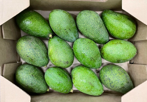 Avocado Fuerte Box. Approx 4kg kenya 🇰🇪