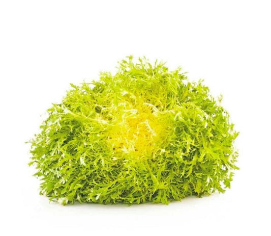 Yellow Lettuce Frisee per piece  (Netherlands)🇳🇱