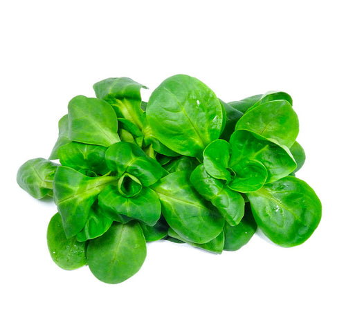 Lettuce Mache (Italy)🇮🇹  100 gm per pack