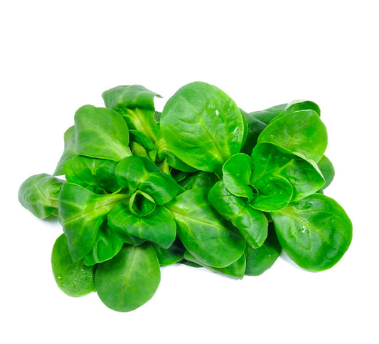 Lettuce Mache (Italy)🇮🇹  100 gm per pack