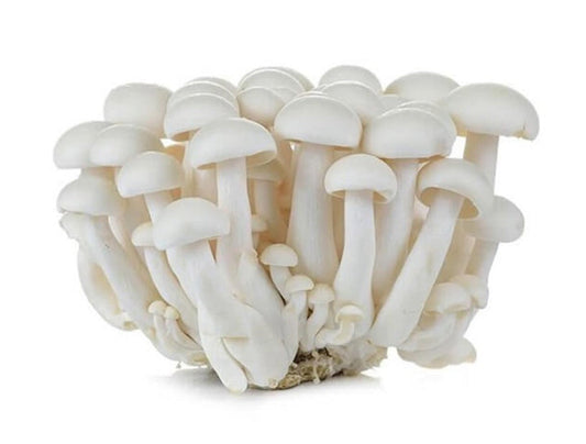 Mushroom Shimeji White  (China)🇨🇳  Approx 150gm per packet
