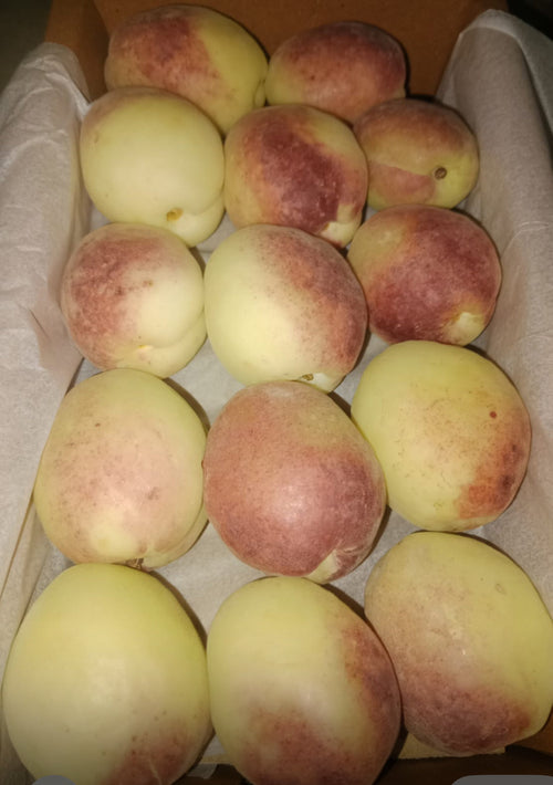 Apricot 500G pakistan 🇵🇰