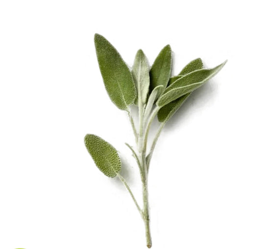 Sage  (Kenya)🇰🇪  Approx 50 gm per packet