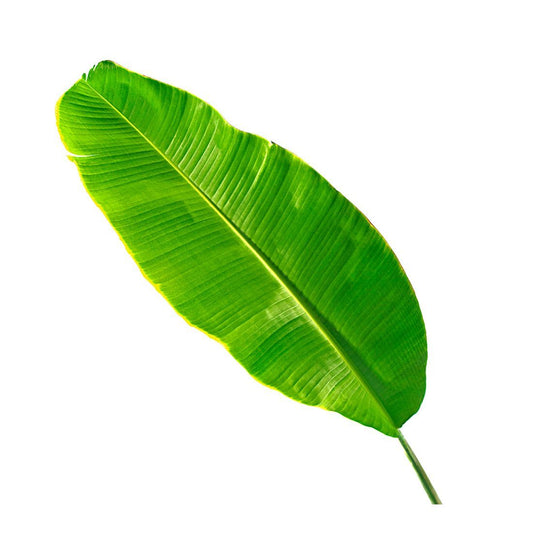 Banana Leaf. Size:  1 piece india 🇮🇳