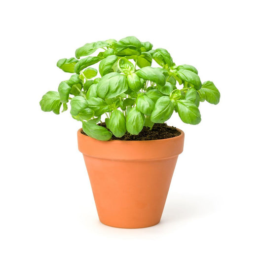 Basil Pot. Size:  1 piece UAE 🇦🇪