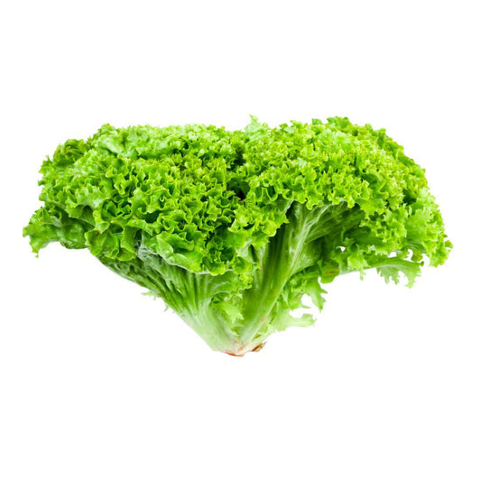 Lettuce Lollo Bionda 200-300g. Size:   1 piece UAE 🇦🇪